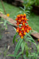 Close up of lively red meadow or daisy with green background with copy space, concept of red flower or flora, bouquet, blooming gardening season, botanical wallpaper, pretty and cute, romantic.