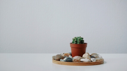 Small cactus on a wooden stand with natural stones and pebbles on. Photo on a white background. Banner with copy space