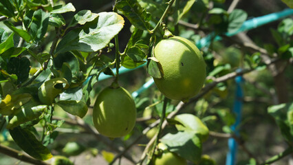Close up of green lemons grow on the lemon tree in a garden background harvest citrus fruit. concept of organic or eco friend farming, sustainable local business, healthy fruit with non chemical.