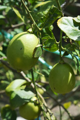 Close up of green lemons grow on the lemon tree in a garden background harvest citrus fruit. concept of organic or eco friend farming, sustainable local business, healthy fruit with non chemical.