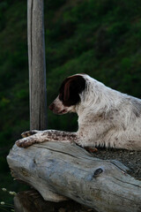 Black and white dog sitting on a tree in the park, Tbilisi, Georgia