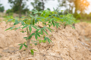 Cassava trees growing in the field with morning sunlight