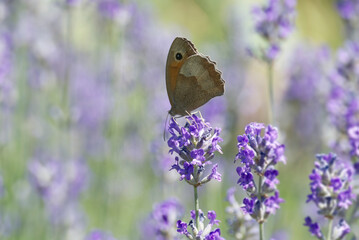Meadow brown (maniola jurtina) butterfly perched on lavender in Zurich, Switzerland