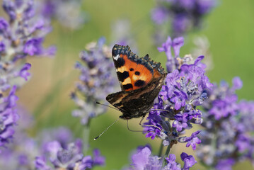 Small tortoiseshell butterfly (Aglais urticae) perched on lavender plant in Zurich, Switzerland