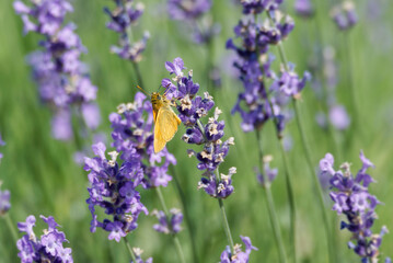Large Skipper butterfly (Ochlodes sylvanus) perched on lavender plant in Zurich, Switzerland