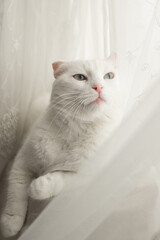 A white cat with blue eyes in front of the window