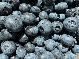 Fresh blueberries with water drops background. Top view. Sweet blueberry with copy space. Natural conditions.