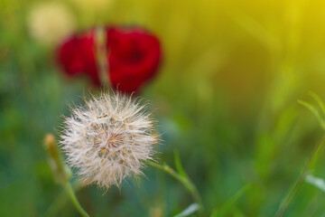 Fluffy flower that looks like a ripe dandelion on the background of a flower garden with red flowers and green vegetation illuminated by warm summer sunlight