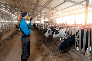 Vet Working On holstein cows. Woman veterinarian holding syringe with vaccine on background of...