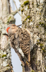 Female Yellow-shafted Northern Flicker clinging to a tree trunk with moss