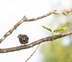 Chipping sparrow with ruffled feathers on a branch  with green leaves and white background