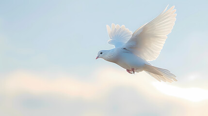 Fototapeta premium White dove flying in the sky