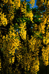 Macro shot of yellow flowers on a blue sky background, Tbilisi, Georgia