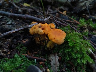 Orange chanterelle mushrooms in the forest in green soft moss among leaves and rotten fallen leaves. Searching for mushrooms in the forest and beautiful backgrounds with edible mushrooms.