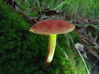 Among the green moss near the grass grows a single beautiful mushroom on a thin stem and with a large cap. theme of edible mushrooms in summer in the forest.