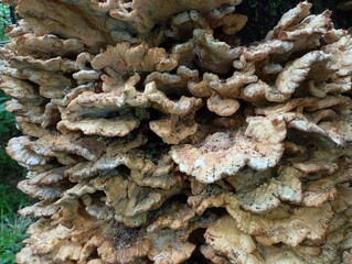 The structure of a large false tinder fungus on a tree trunk. Many poisonous mushrooms on an old tree in the forest. Background from the structural tinder fungus of a large size.