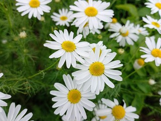 White beautiful field daisies. A background of white small wild flowers on a green background.