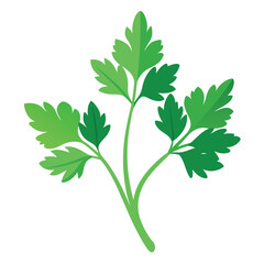 Naklejka premium Vector illustration of parsley&nbsp;