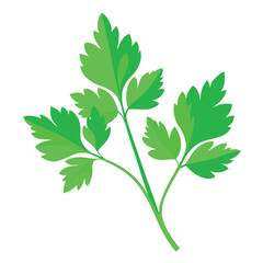 Naklejka premium Vector illustration of parsley&nbsp;