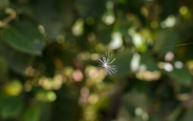 a white fluff of a plant seed on a string of cobwebs in the garden on a blurred background