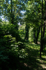 Fototapeta premium Sunny day in the forest. Sunlight passes through the trees and falls on the bushes. Summer day in the forest among the trees