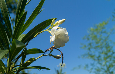 White flower close-up. White oleander flower