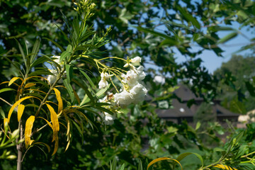 White flower close-up. White oleander flower