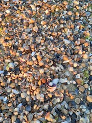 pebbles on the beach