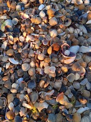 pebbles on the beach