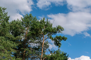 Obraz premium green pines against a blue sky with clouds
