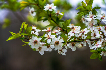 Delicate Elegance: Macro Photo of White Flower on Branch