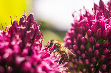 European Honey Bee on a garlic flower