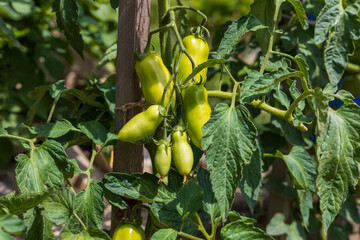 A large ripening green pepper on a stalk in the garden