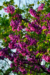 Pink flowers in the garden, Tbilisi, Georgia