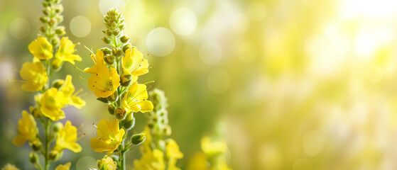 Obraz premium Yellow flowers in a sunlit meadow. Copy space. Generative AI 