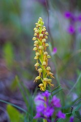 Close up photo of Orchis anthropophora, the Man Orchid (Aceras anthropophorum), Mattinata, Gargano, Italy, Europe. 