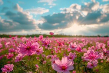 Obraz premium Field of Pink Wildflowers at Sunrise