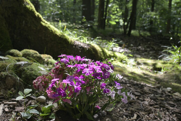 waldbestattung