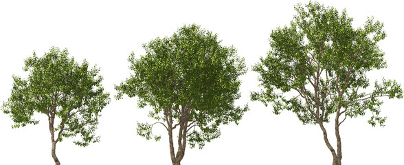 tree manchurian elm hq cut out plant
