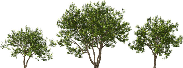 tree manchurian elm hq cut out plant