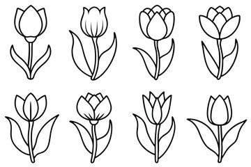 Tulip flower line art Botanical pen art of tulips