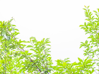 Walnut tree close up green leaves, drops of water after rain isolated on white background