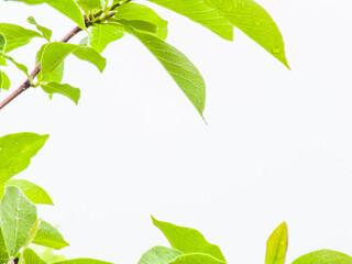 Walnut tree close up green leaves, drops of water after rain isolated on white background