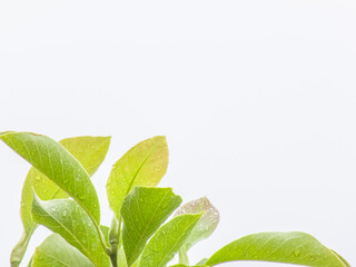 Obraz premium Walnut tree close up green leaves, drops of water after rain isolated on white background