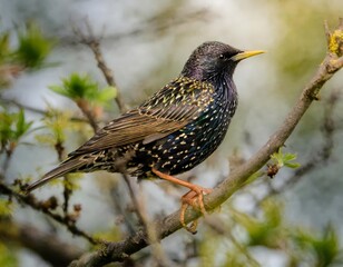 European Starling in its natural environment , generated by AI. High quality photo
