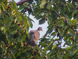 Wild elegant dove sitting on a branch of a cherry tree in sun light looking for food
