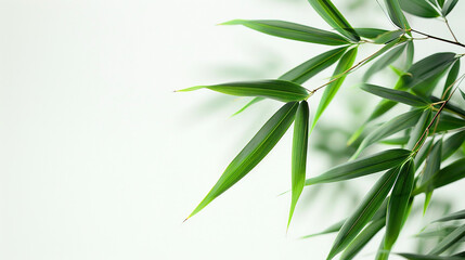 Fototapeta premium wide closeup photo of natural green color fresh bamboo branch in white background with blank text space 