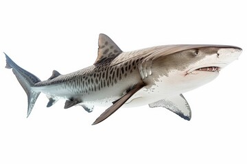 Obraz premium Close-Up of a Tiger Shark Isolated on White Background, Showing Detailed Patterns and Texture