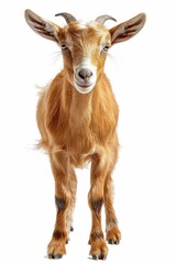 Fototapeta premium Close-Up Portrait of a Curious Brown Goat with White Background
