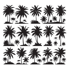 Set of palm tree silhouettes isolated on a white background, Vector illustration.